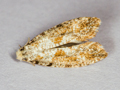 Nemaxera betulinella